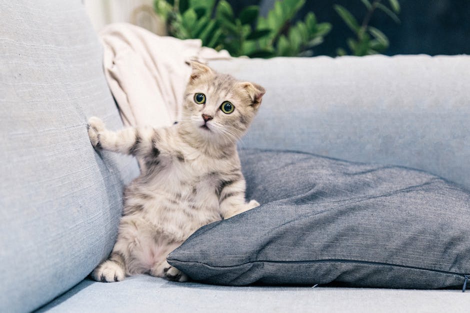 고양이 교미 꿈해몽