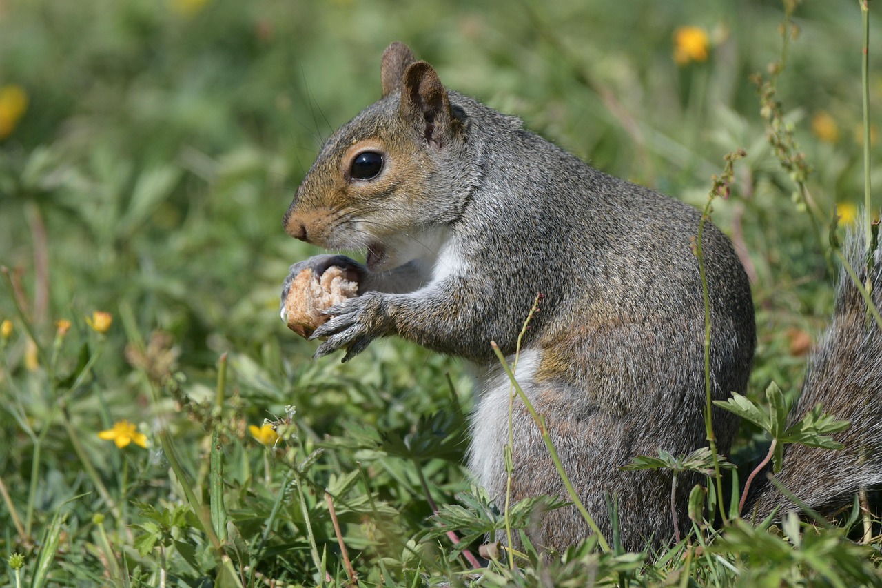 오이 먹는 꿈해몽