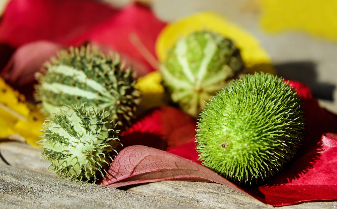 오이 먹는 꿈해몽