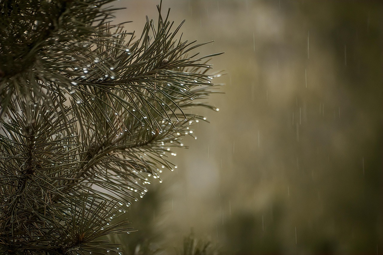 호랑이가 변해 생쥐로 되는 꿈
